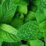 تولیدکننده اسانس نعناع و طمع دهنده نعناع طبیعی