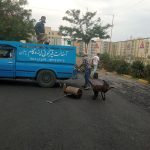 آسفالت کاری قیرگونی و ایزوگام
