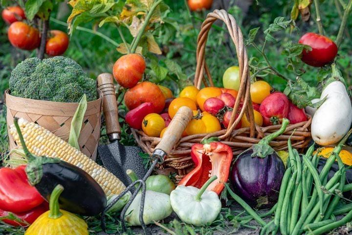 صنایع تبدیلی محصولات کشاورزی خورشیدی