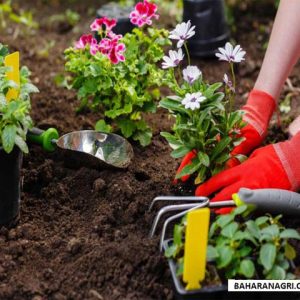 فروش چمن فرانکینیا مهندس فرزاد قضایی