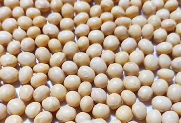 فروشگاه ابوعلی سینا