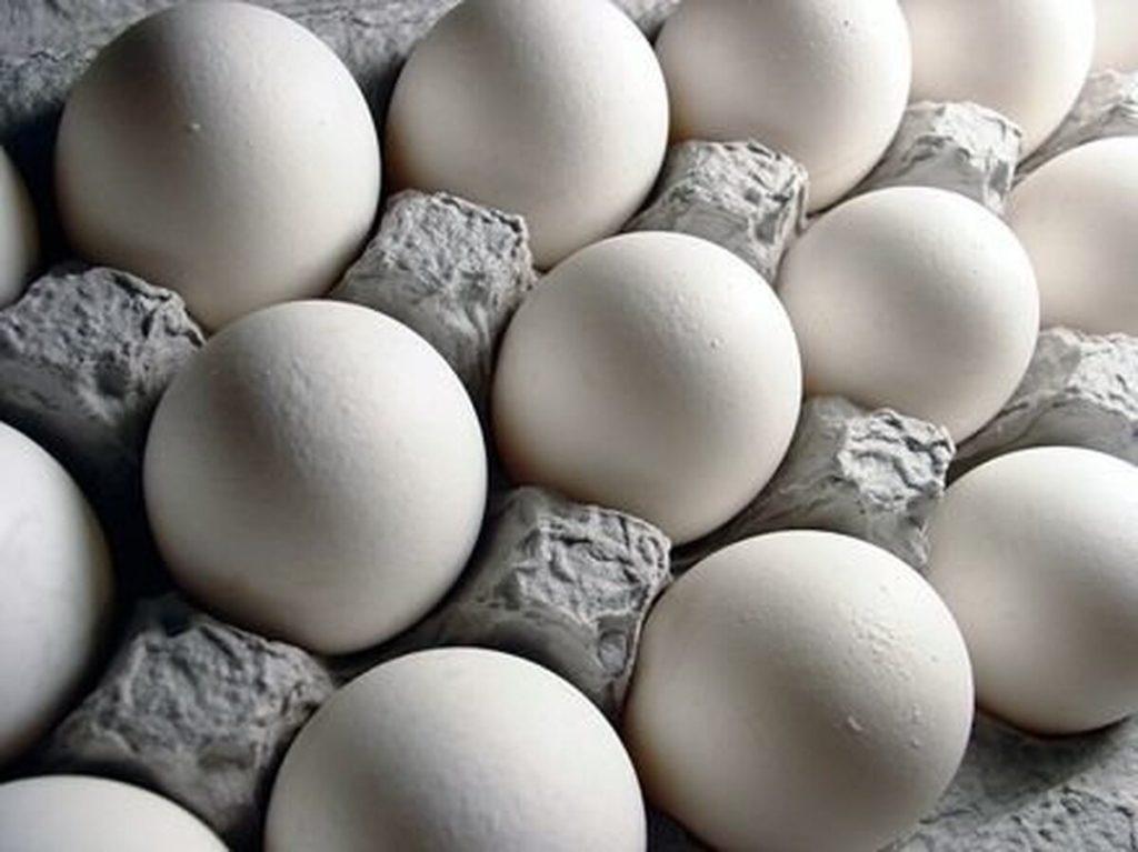 پخش غفاری