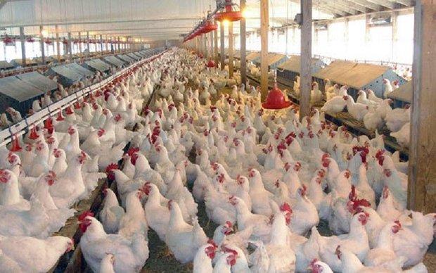مجموعه اصلاح نژاد ایران لاری