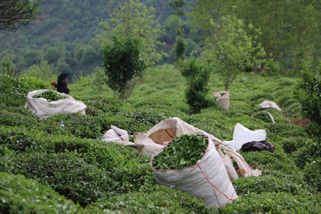 شرکت چای بهار پسند لاهیجان